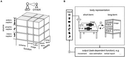 A conceptual framework on body representations and their relevance for mental disorders